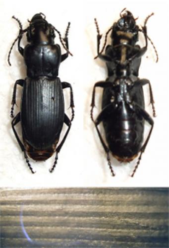 Percus villai