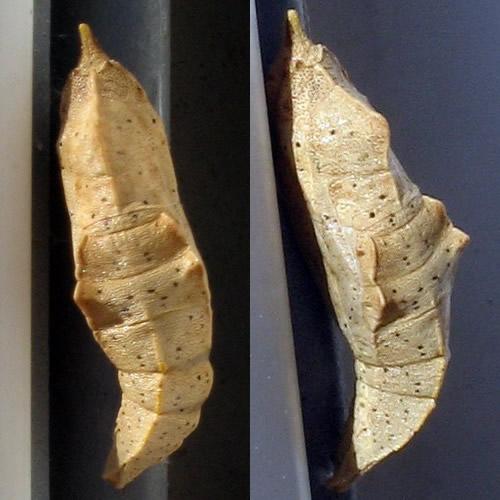 Réf. 17 332 : Pieris sp.