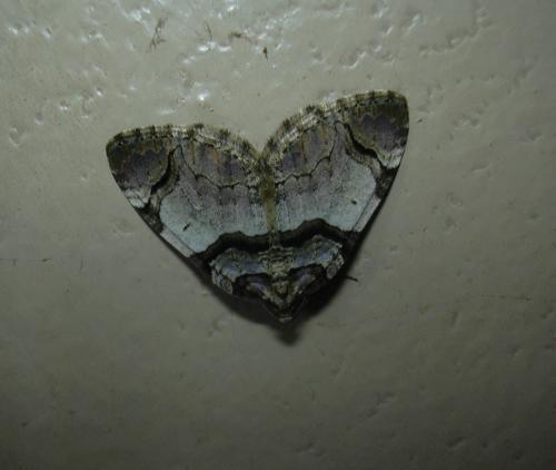Réf. 17 844 : Anticlea derivata