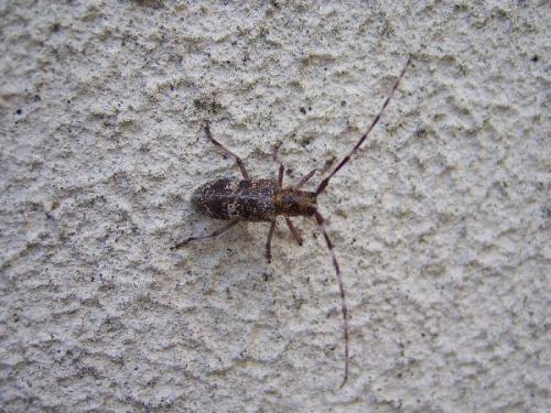 Réf. 17 328 : Monochamus sp.