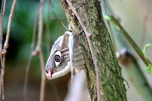 Saturnia pavoniella