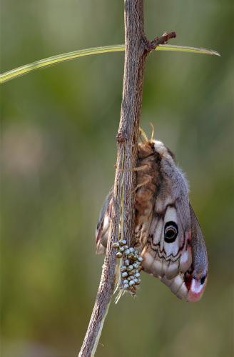 Saturnia pavoniella