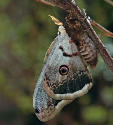 Saturnia pyri