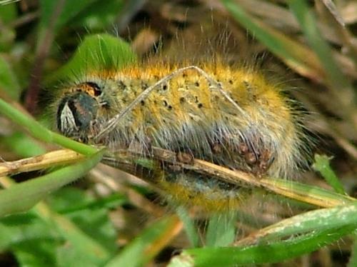 Lasiocampa trifolii