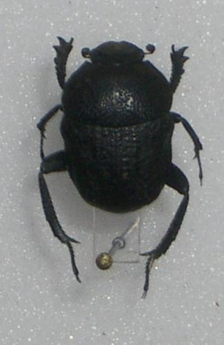 Gymnopleurus flagellatus