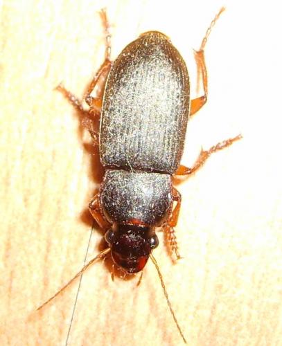 Pseudoophonus rufipes