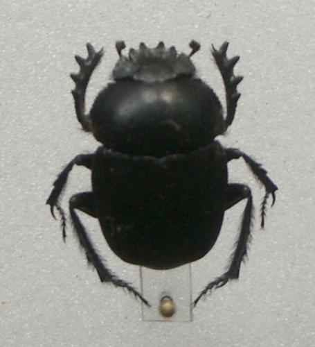 Réf. 17 397 : Scarabaeus armeniacus