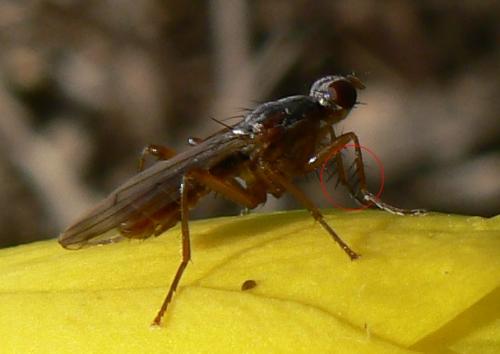 Norellia spinipes