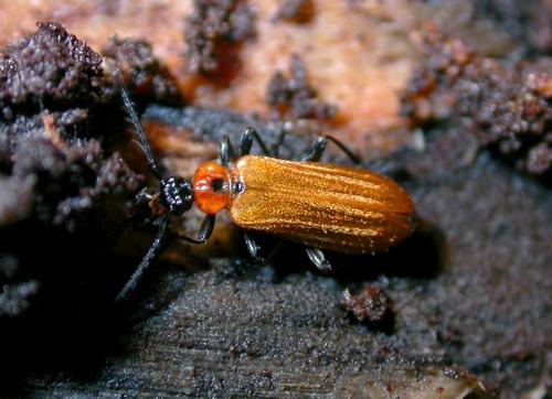 Schizotus pectinicornis