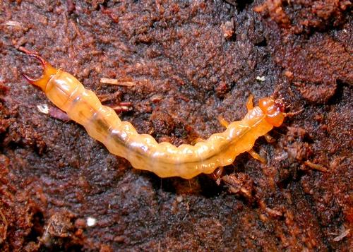 Schizotus pectinicornis
