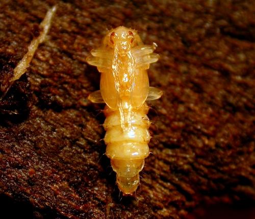 Schizotus pectinicornis