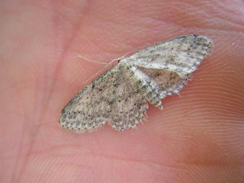 Idaea seriata