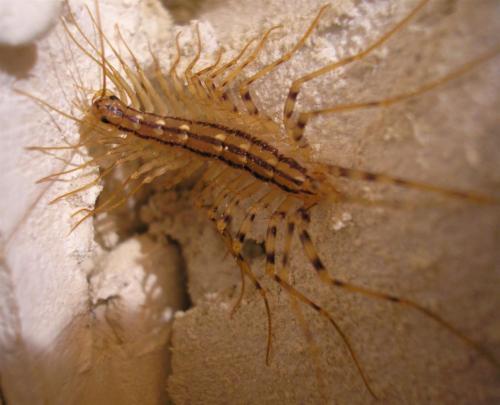 Scutigera coleoptrata
