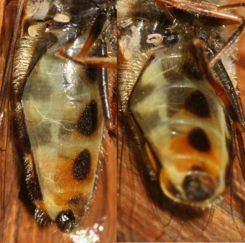 Scaeva dignota