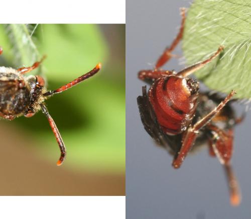 Nomada sp.