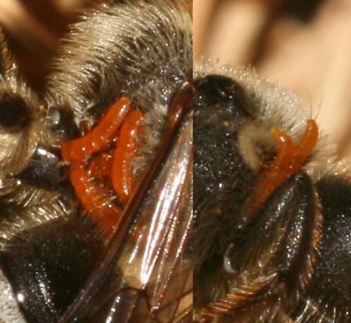 Meloe proscarabaeus