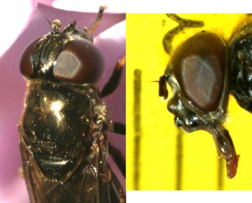 Cheilosia sp.