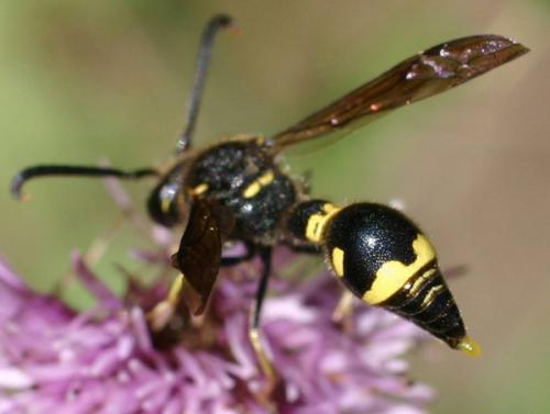 Réf. 17 113 : Eumenes sp.