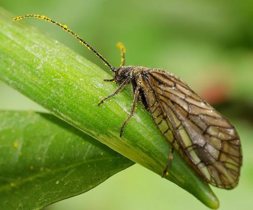 Sialis lutaria