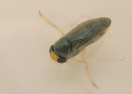 Réf. 17 287 : Sigara lateralis