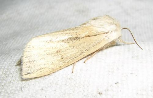 Réf. 17 847 : Simyra albovenosa