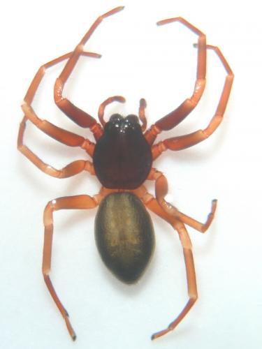 Cetonana laticeps