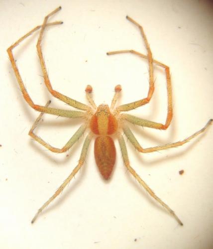 Réf. 17 891 : Philodromus rufus
