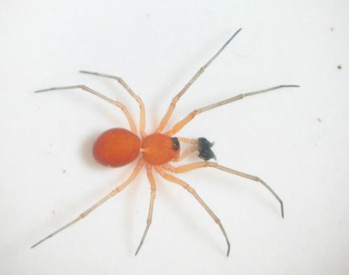 Réf. 17 873 : Nematogmus sanguinolentus