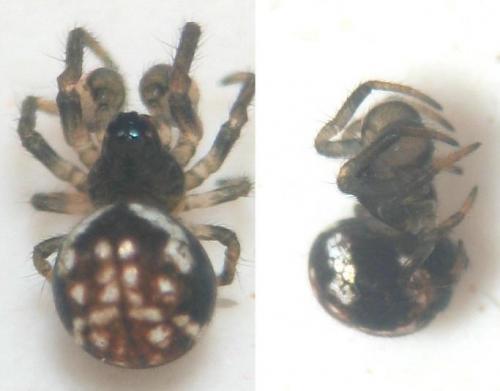 Theridiosoma gemmosum
