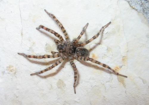 Arctosa similis