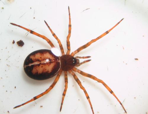 Réf. 17 112 : Steatoda bipunctata
