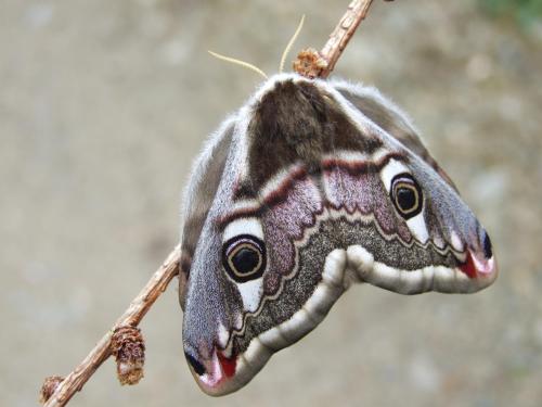 Réf. 17 720 : Saturnia pavonia