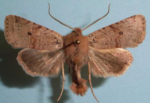 Réf. 17 171 : Xanthia ruticilla