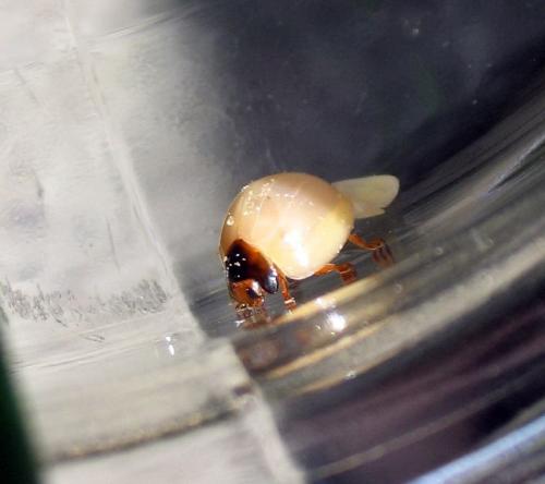 Chilocorus schioedtei