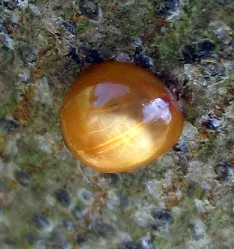 Chilocorus schioedtei