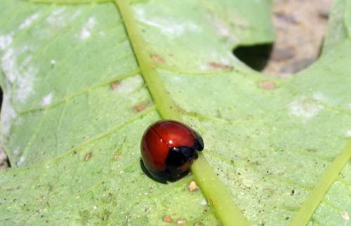 Réf. 17 837 : Chilocorus schioedtei