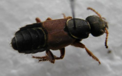 Staphylinus dimidiaticornis