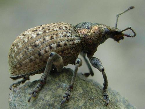 Réf. 17 811 : Liophloeus tessulatus