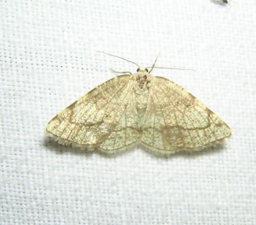 Réf. 17 774 : Stegania trimaculata
