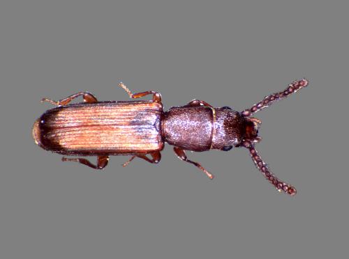 Leptophloeus clematidis