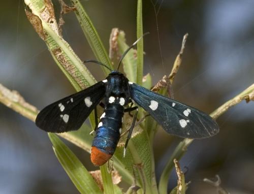Réf. 17 106 : Syntomeida epilais