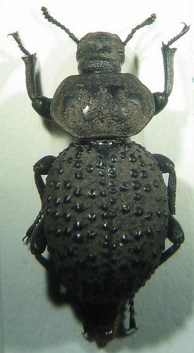 Scotobius miliaris