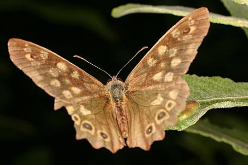 Pararge aegeria