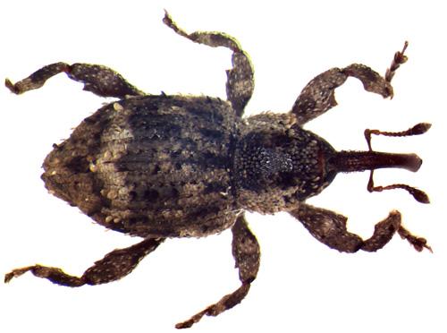 Trachodes hispidus
