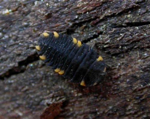 Endomychus coccineus