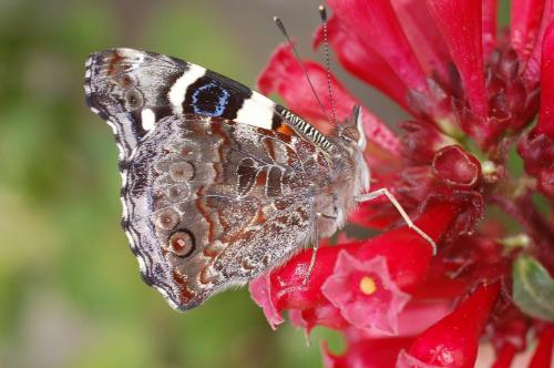 Réf. 17 222 : Vanessa itea