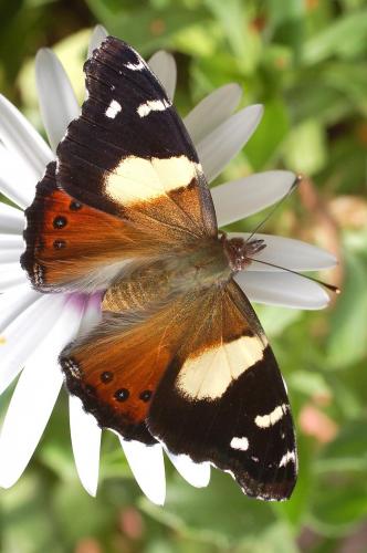 Vanessa itea