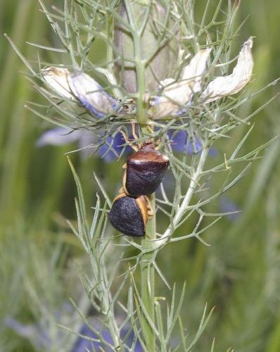 Réf. 17 754 : Ventocoris rusticus