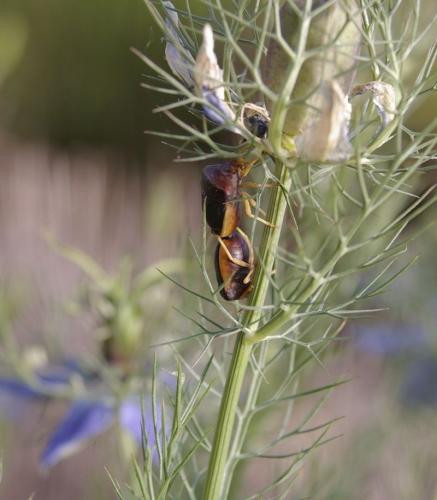 Réf. 17 755 : Ventocoris rusticus