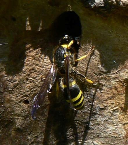 Ancistrocerus sp.